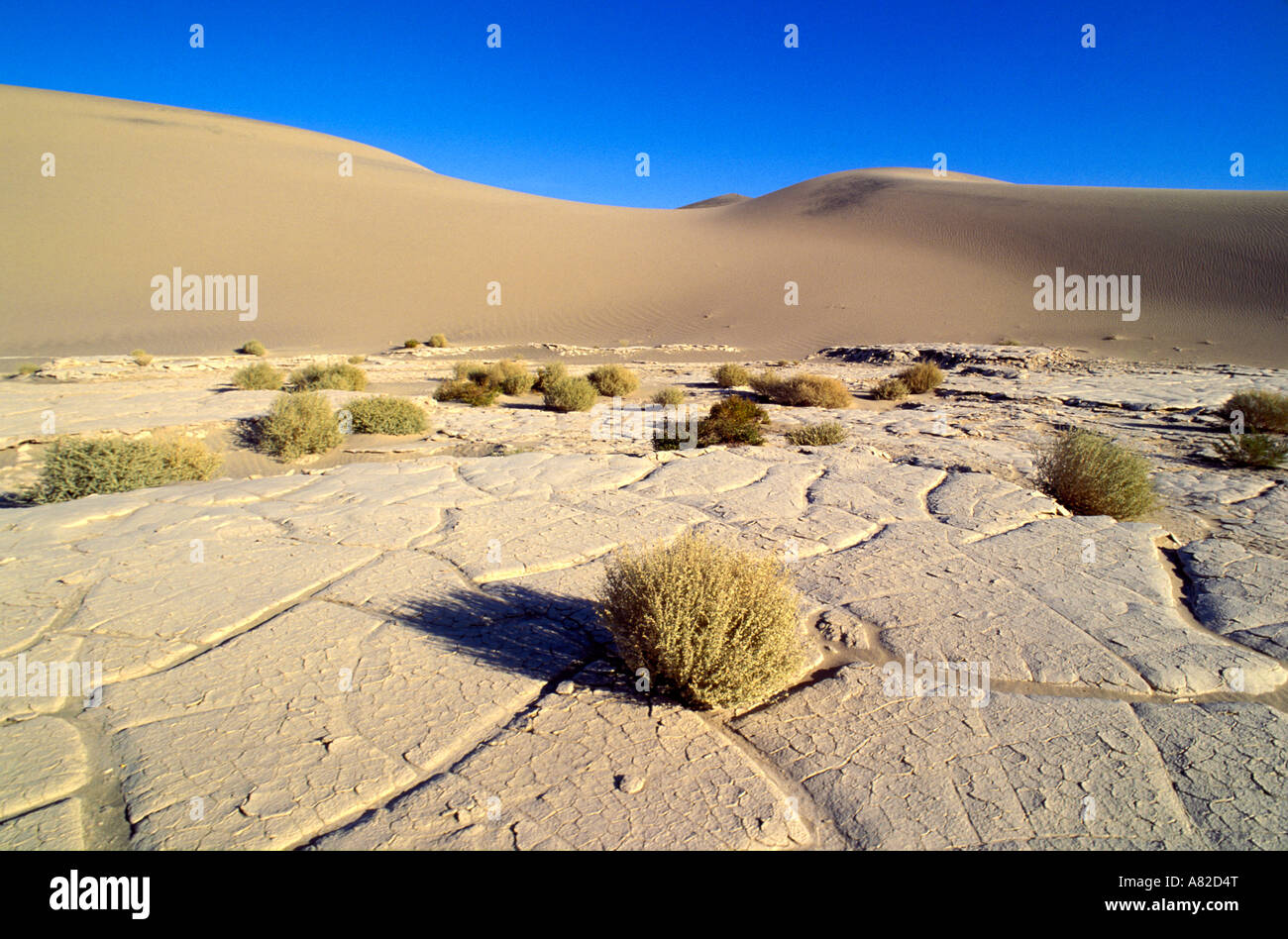 La lumière du matin sur la plage et à l'armoise Télévision Mesquite Sand Dunes Death Valley National Park Californie Banque D'Images