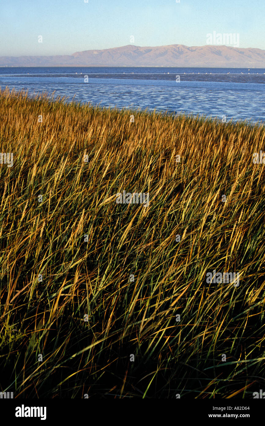 La Californie, San Francisco Bay, baylands Palo Alto Banque D'Images