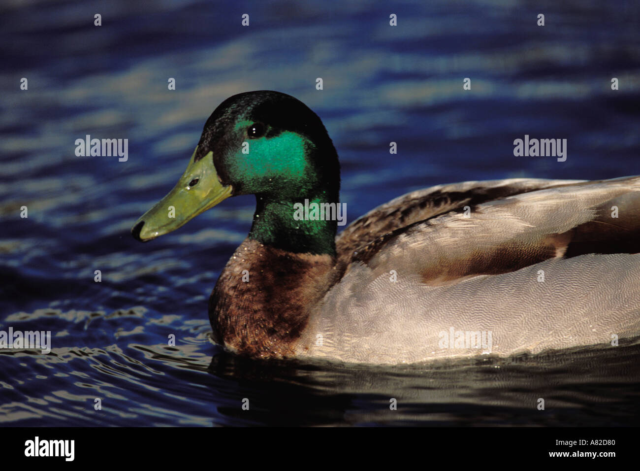 La Californie, San Francisco Bay, le Canard colvert Anas platyrhynchos, Oakland Banque D'Images
