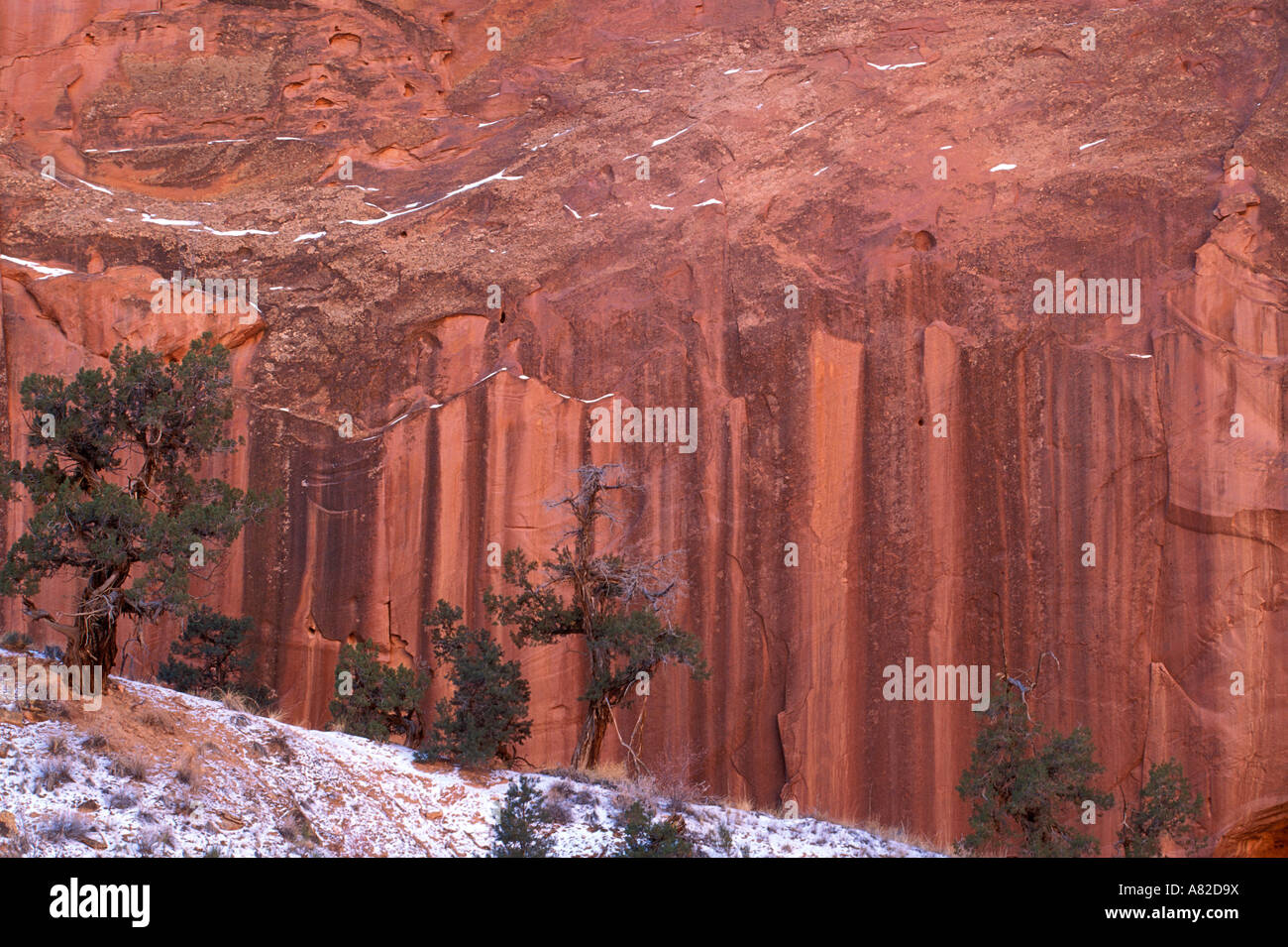 Juniper et vernis du désert sur falaise de grès en hiver Grand Gulch Capitol Reef National Park Utah Banque D'Images