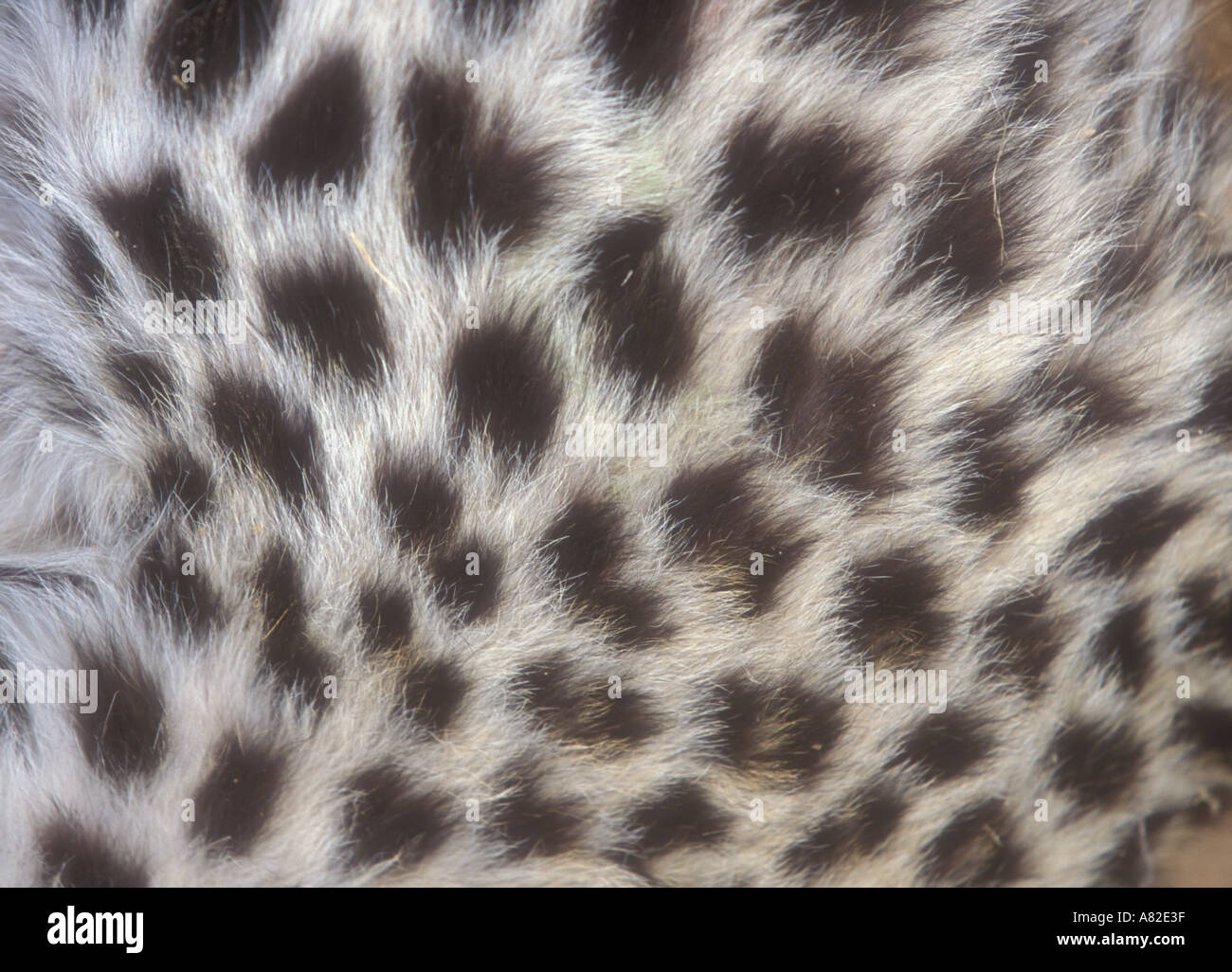 Normal Leopard Leopard skin pattern Banque de photographies et d’images à haute ...