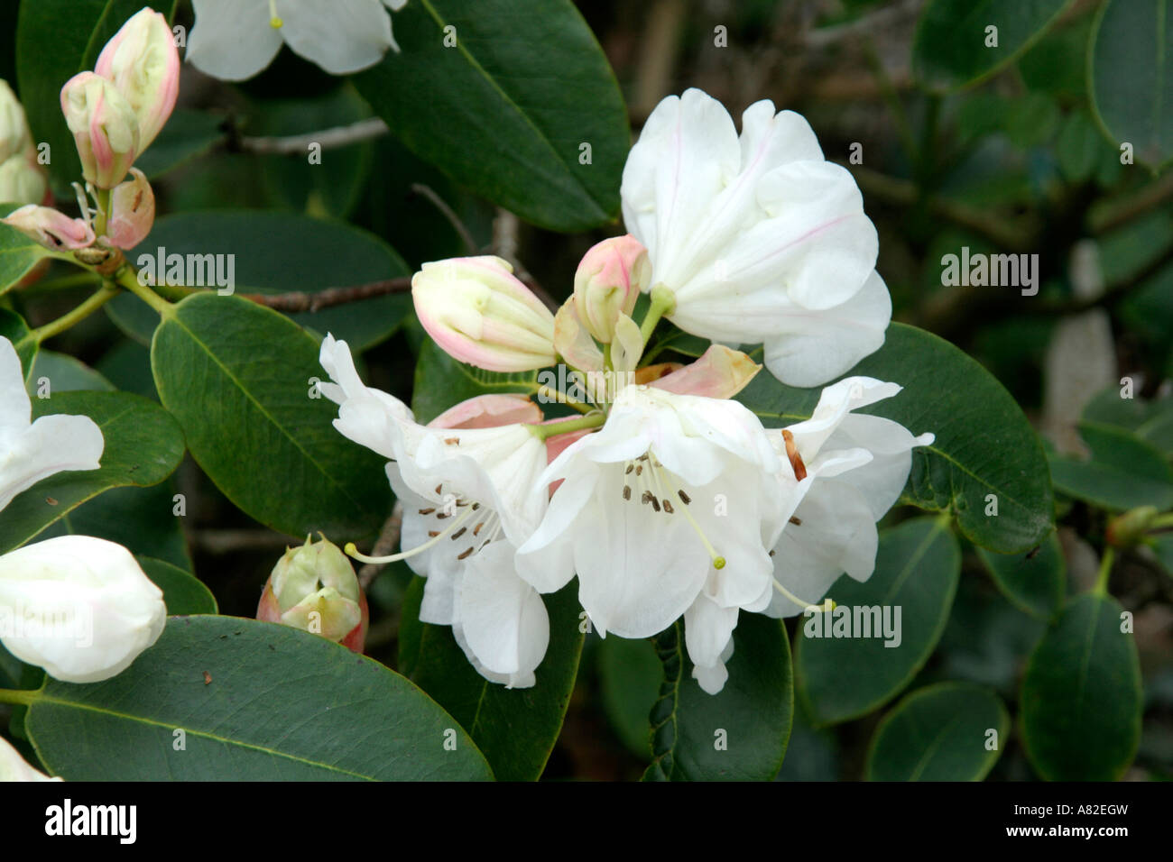 Rhododendron sans nom Odee Wright Brocade x Banque D'Images
