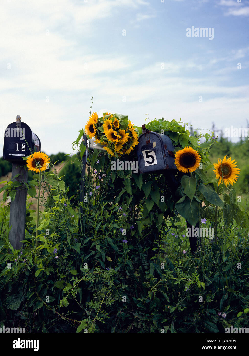 Tournesols sur les boîtes aux lettres, Southampton, Long Island, New York City, New York, USA Banque D'Images