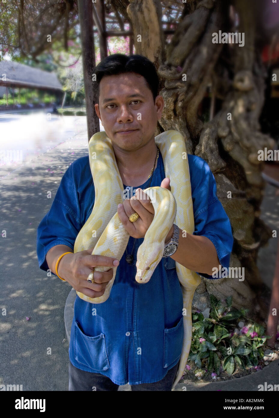 Python albinos Bangkok Thaïlande Banque D'Images