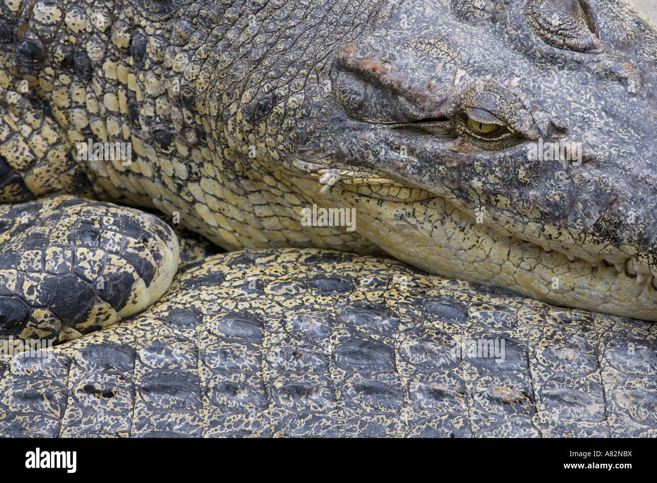 Crocodile de marais Crocodylus palustris Résumé Banque D'Images