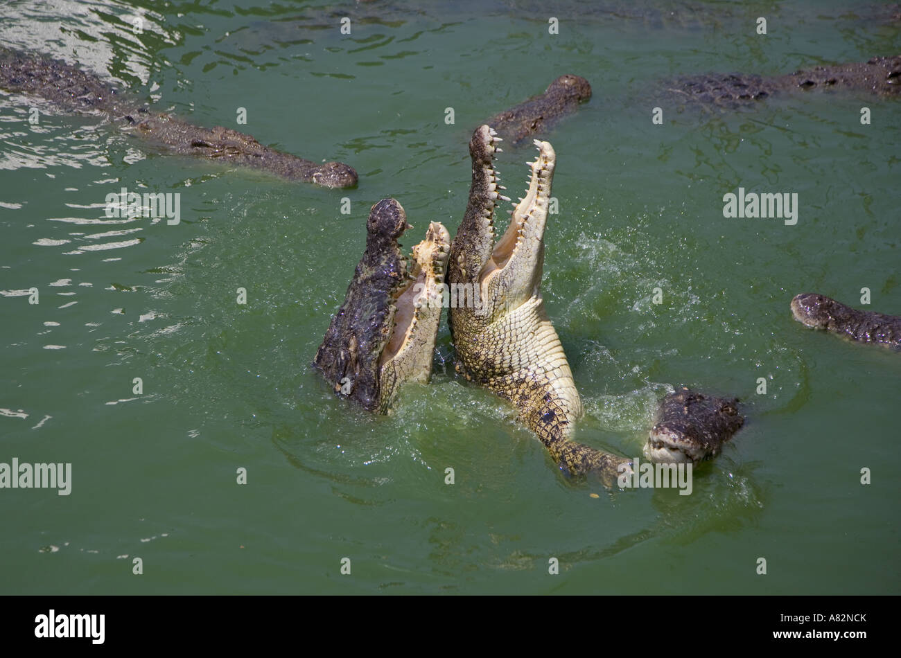 Crocodile Crocodylus siamensis siamois Banque D'Images
