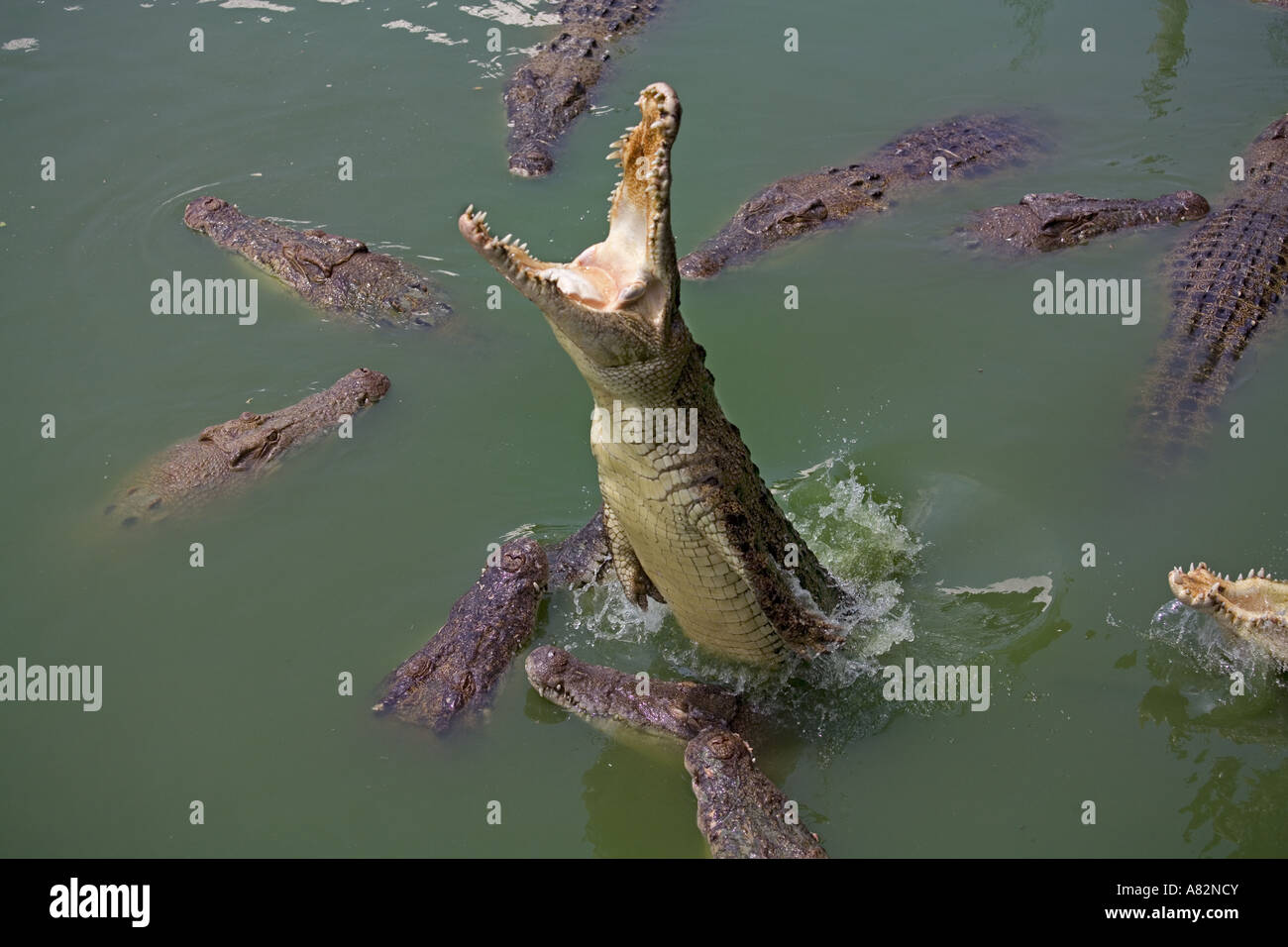 Crocodile Crocodylus siamensis siamois Banque D'Images