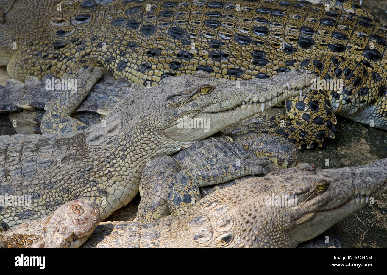 Portrait de crocodile Banque D'Images