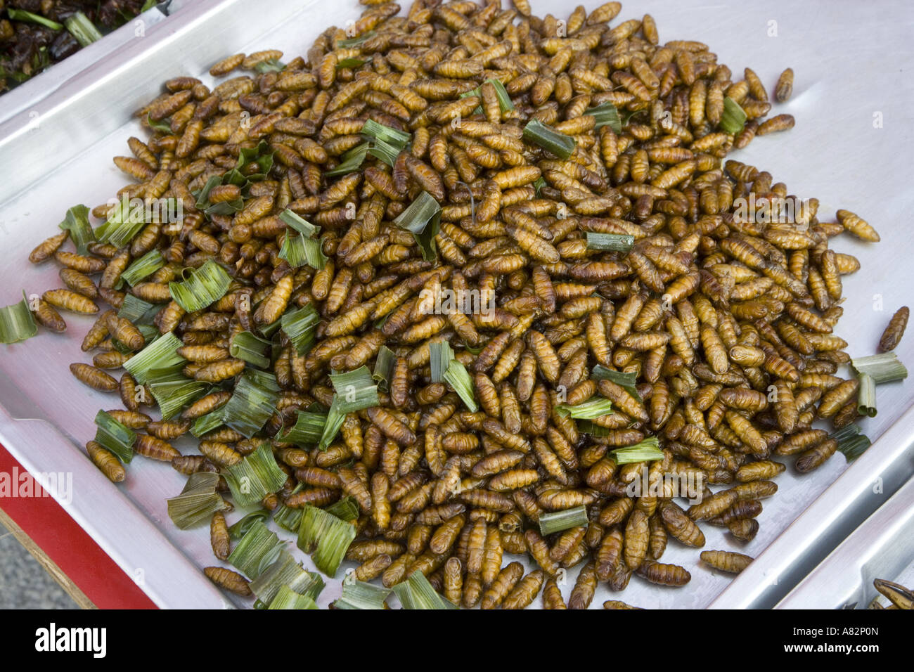 Sago grubs tua duang larves de charançon de palmier asiatique à vendre en Thaïlande Banque D'Images