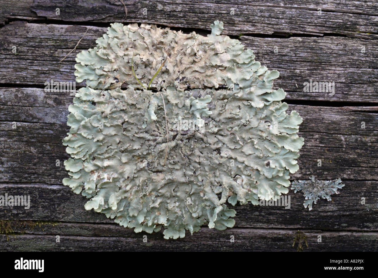 Greenshield commun lichen (Flavoparmelia caperata) Banque D'Images