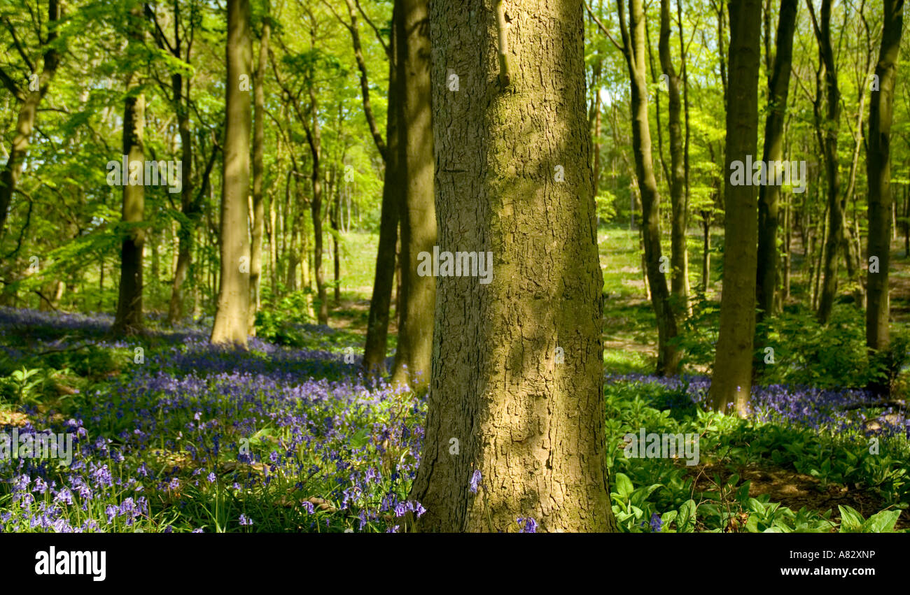 Panorama de l'horizontale en bois Bluebell Woodhouse Eaves Leicestershire UK Banque D'Images