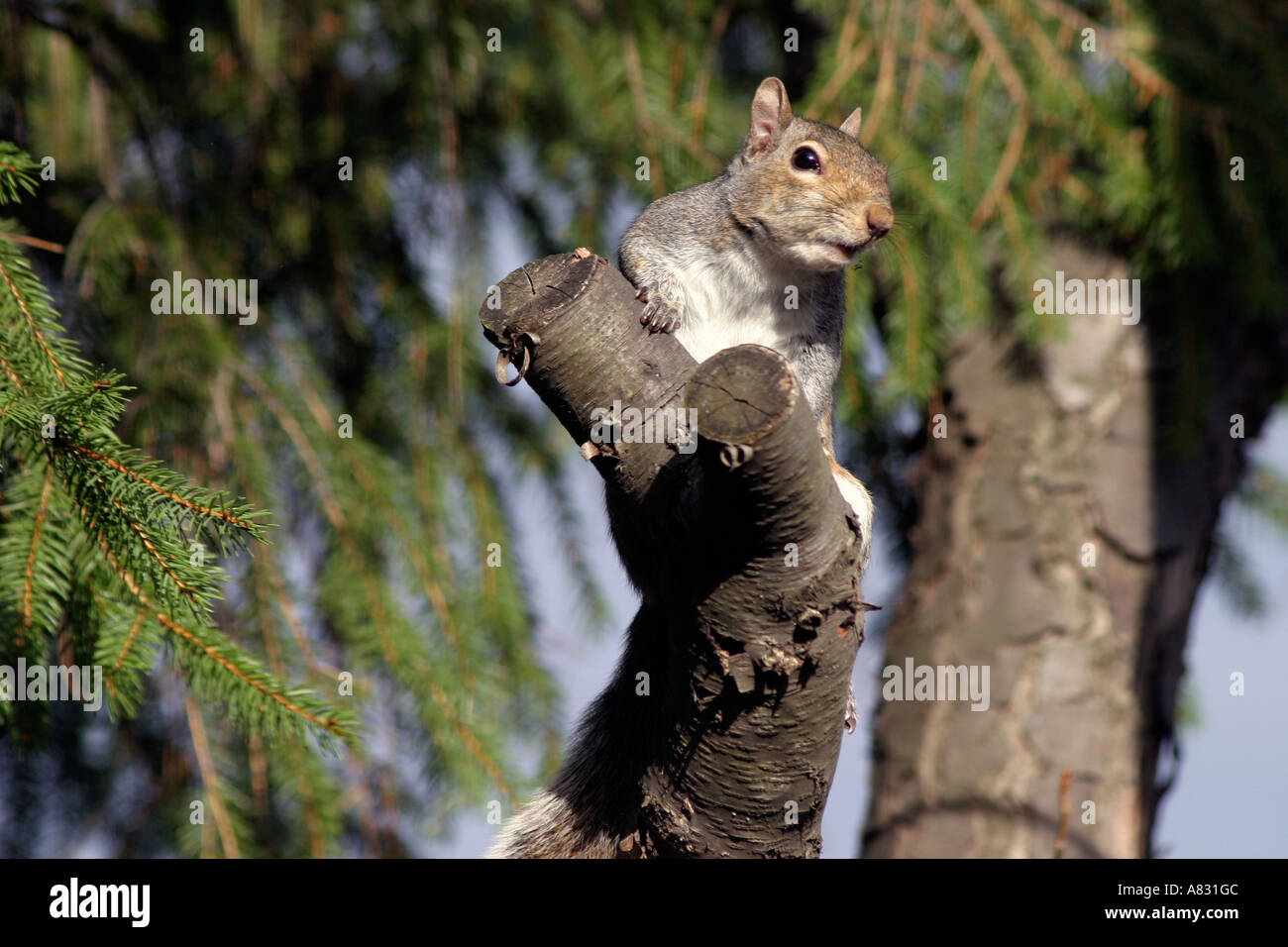 Écureuil dans un arbre Banque D'Images