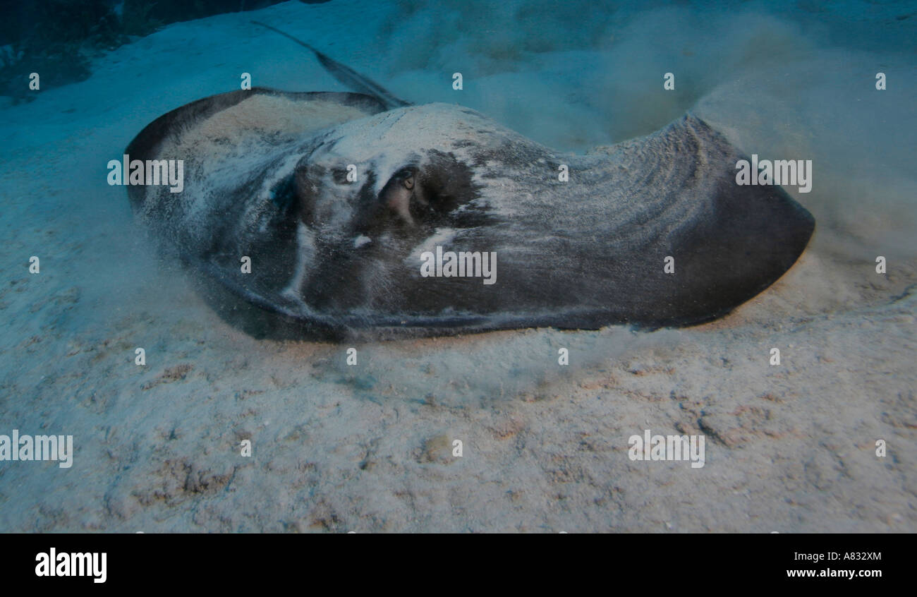 Stingray, Bahamas Banque D'Images
