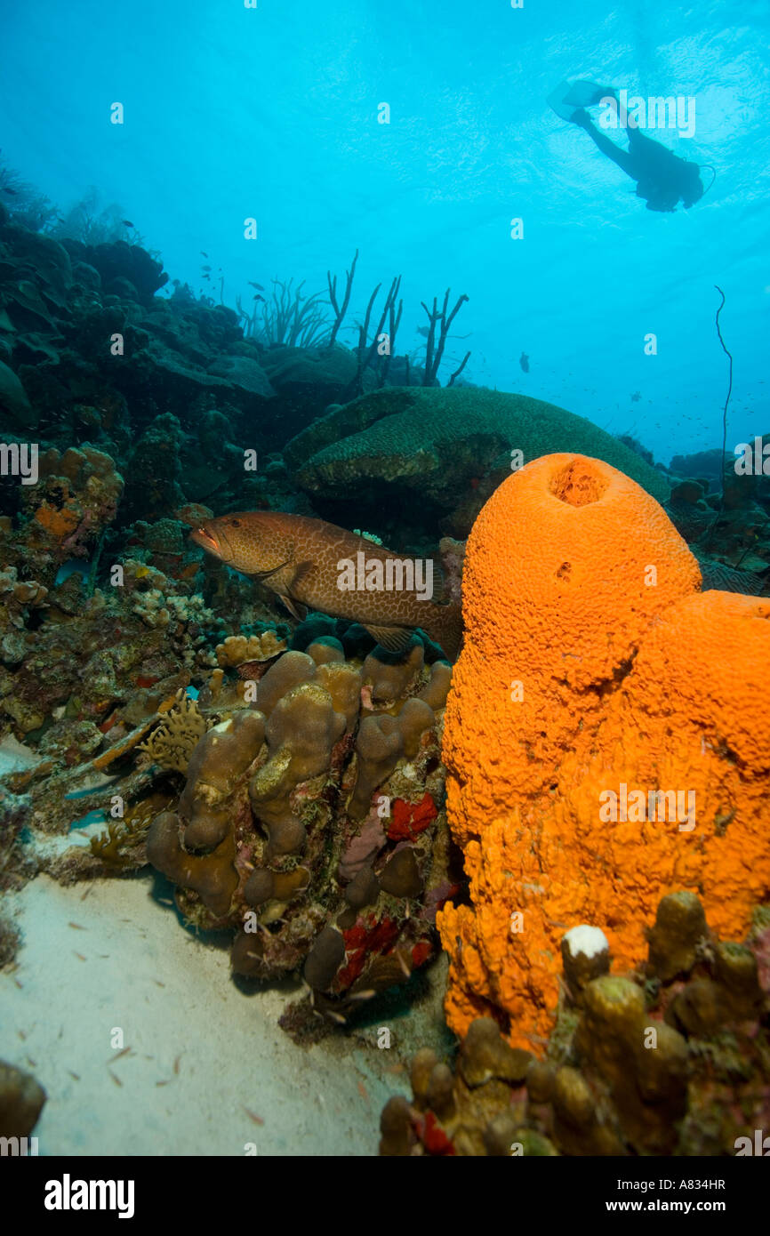 Éponge Orange sur mur avec diver en silhouette Captain Don s Reef Klein Bonaire Bonaire Netherland Antillies Banque D'Images
