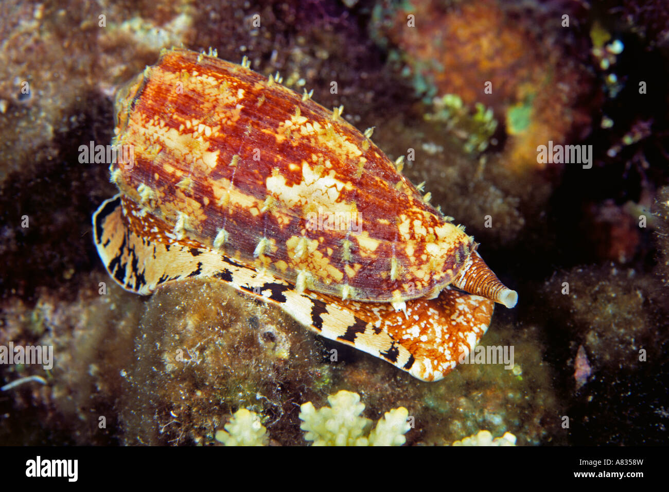 Cône géographie shell, Conus geographus, Australie. Banque D'Images