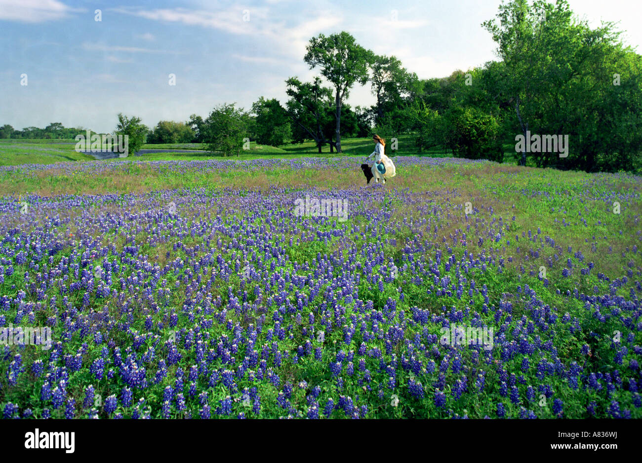 Une jeune fille court avec son chien à travers un champ d'bluebonnets, Lupinus texensis et pinceaux indiens, Castilleja coccinea. Banque D'Images