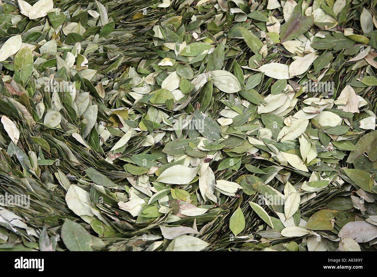 Feuilles de coca Banque de photographies et d’images à haute résolution Alamy