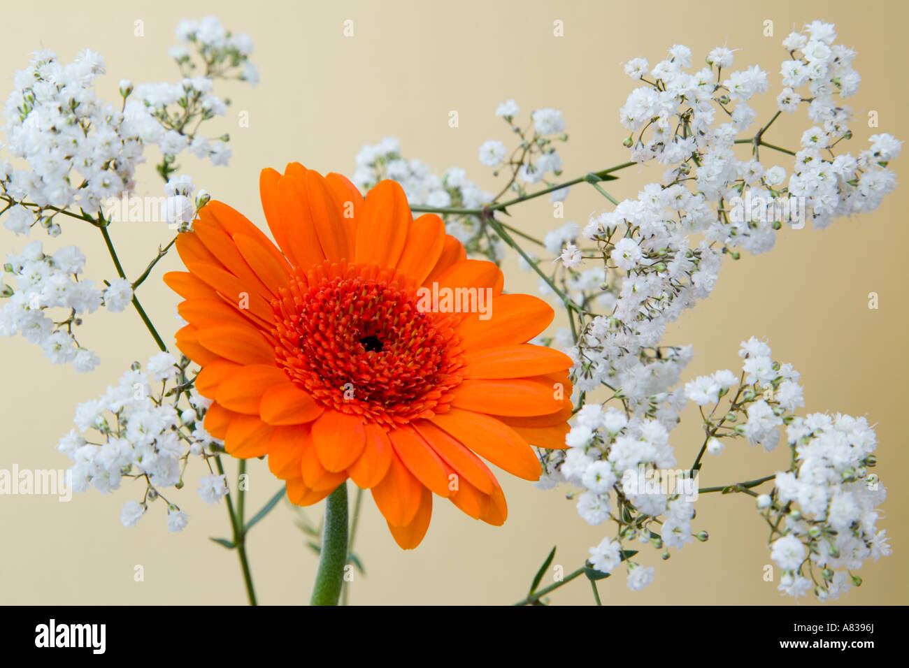 Arrangement de fleurs Gerbera Orange Optima avec fleurs de gypsophile blanc sur fond or pâle Banque D'Images