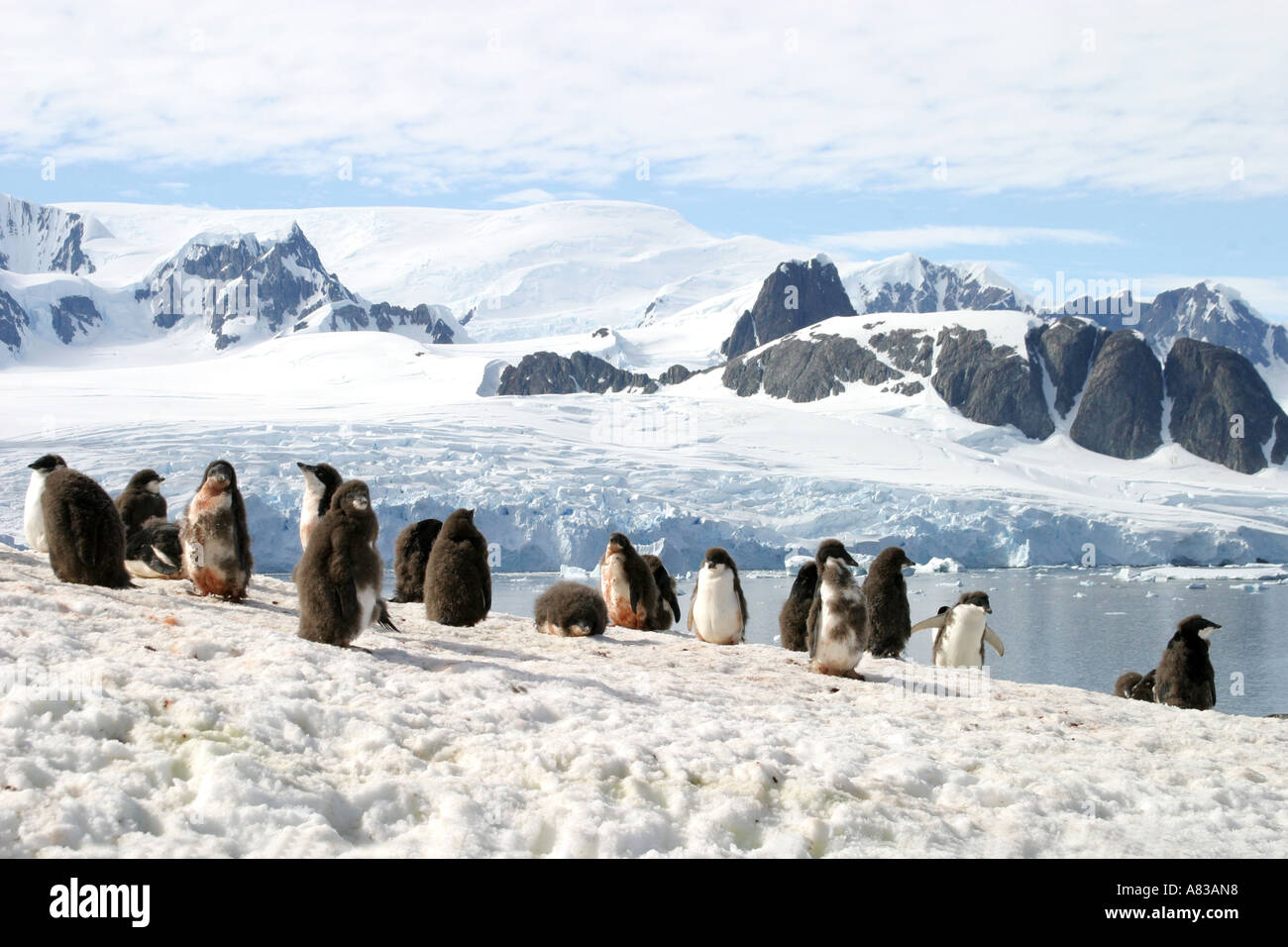 Gentoo la plus grande colonie de pingouins dans l'Antarctique sur la péninsule Antarctique, l'Île Peterman. Banque D'Images