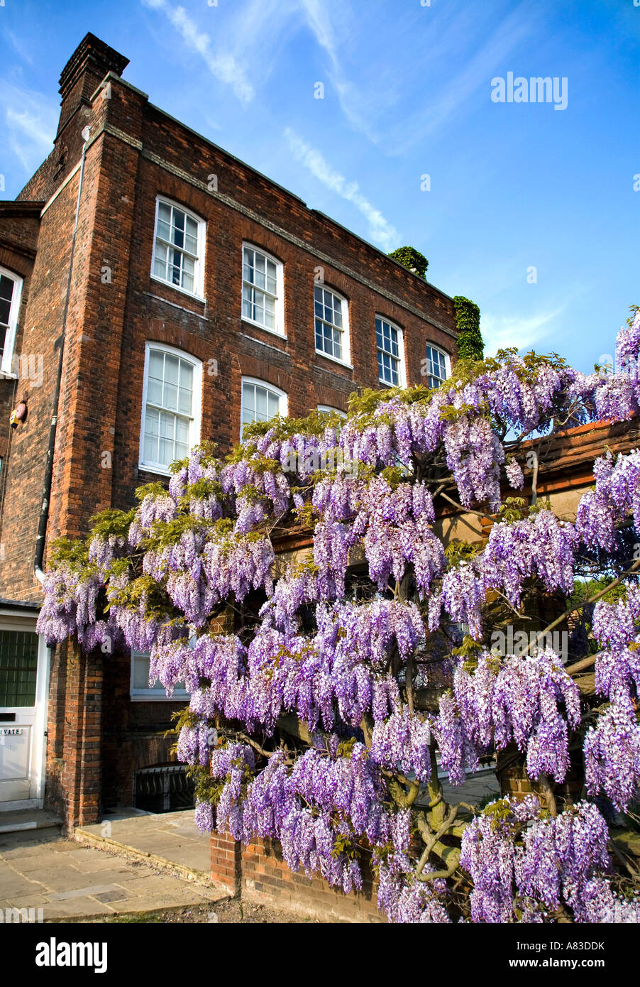 De PLUS EN PLUS À WISTERIA HOLLYTREES MUSEUM COLCHESTER ENGLAND Banque D'Images