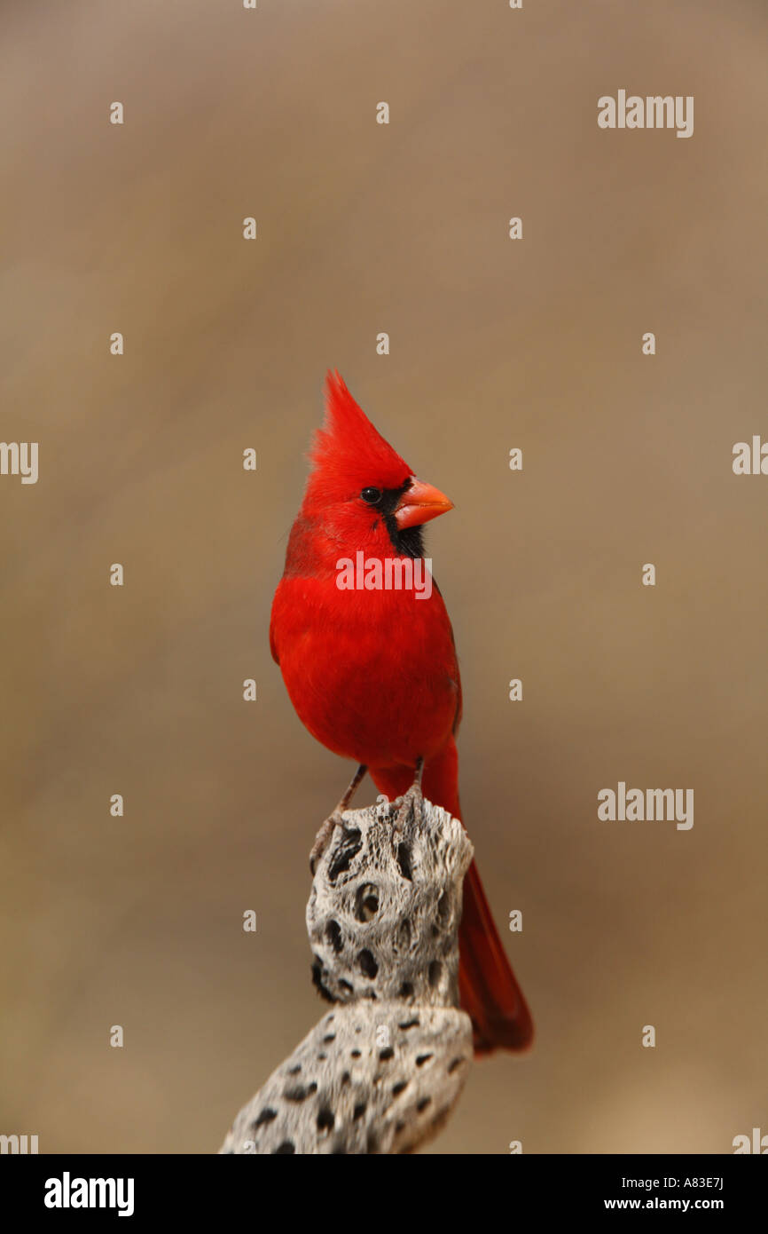 Le Cardinal rouge mâle Amado Arizona Banque D'Images