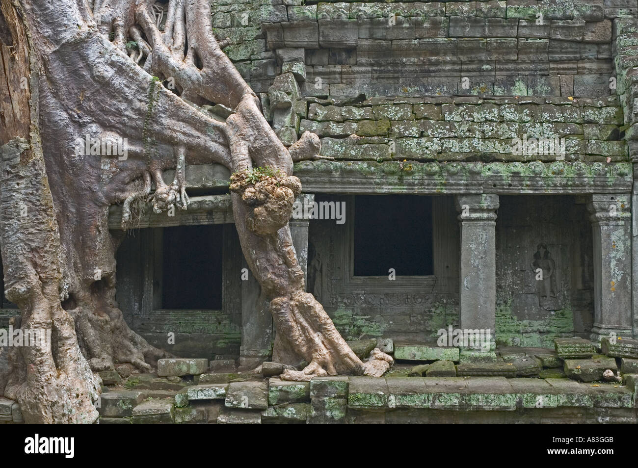 Siem Reap CAMBODGE Prasat Preah Khan 1191 Annonce des racines d'arbre montrant jungle est toujours en contrôle de temple Banque D'Images