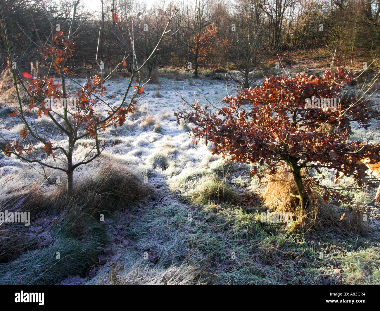 Hiver Banque D'Images