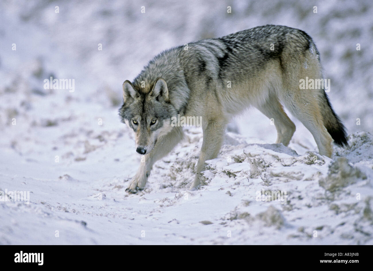Wild Wolf enjambant un banc de neige Banque D'Images
