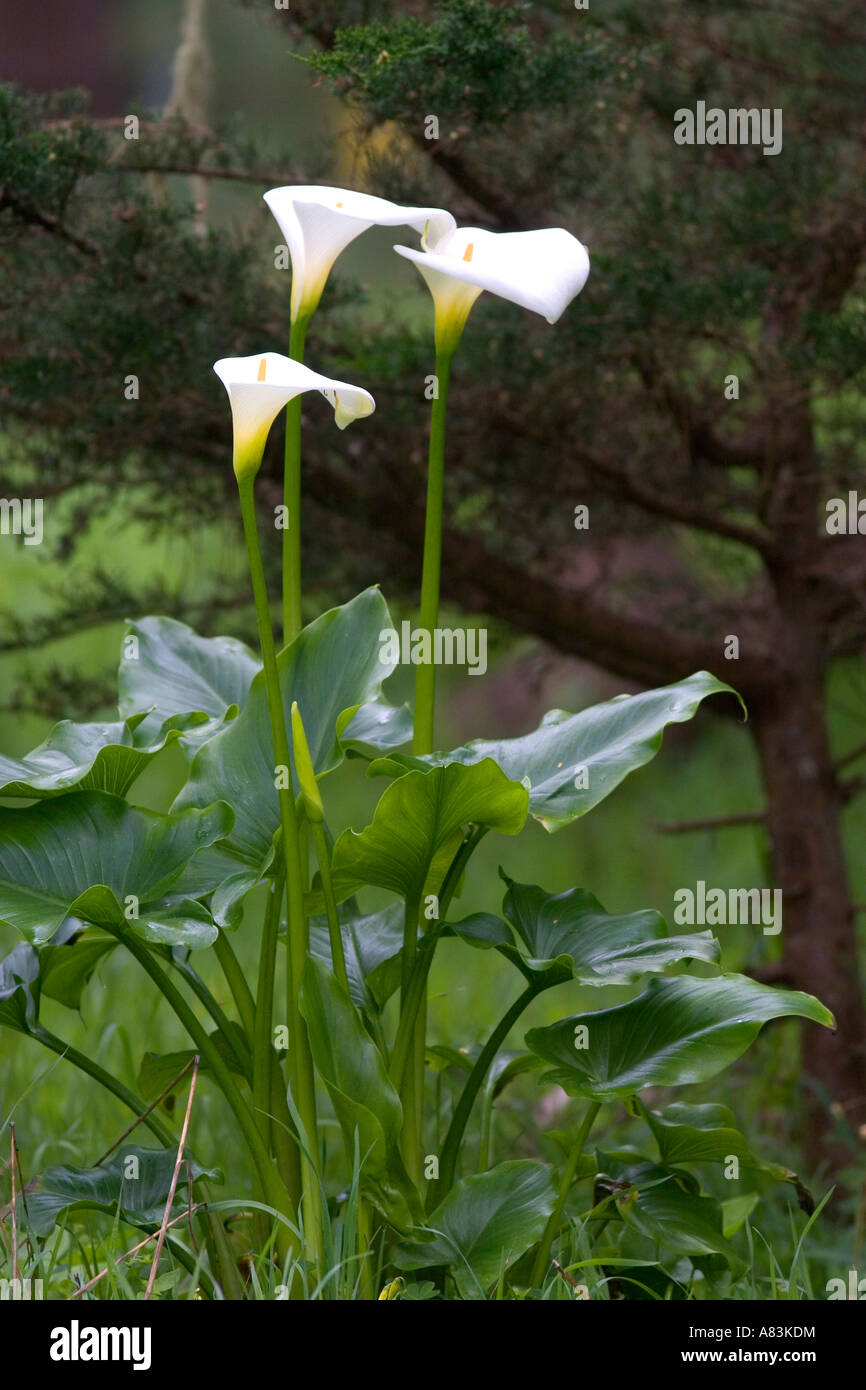 Calla Lily blanc à Monterey, en Californie Banque D'Images