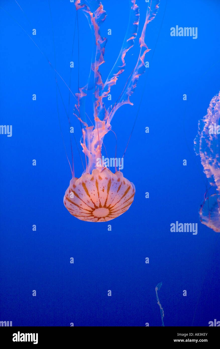 Les méduses à l'Aquarium de Monterey Bay, à Monterey en Californie Banque D'Images