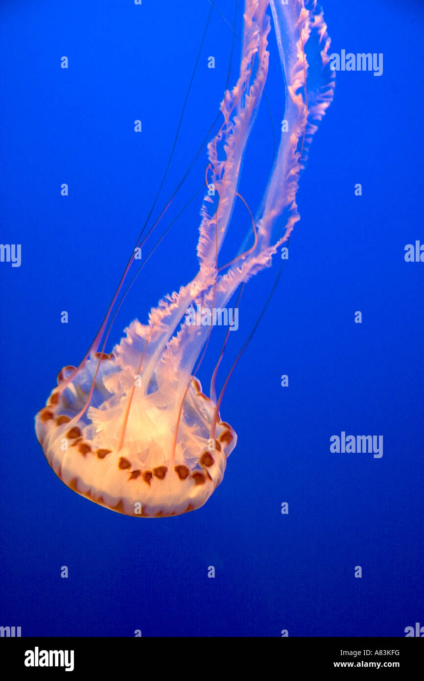 Les méduses à l'Aquarium de Monterey Bay, à Monterey en Californie Banque D'Images