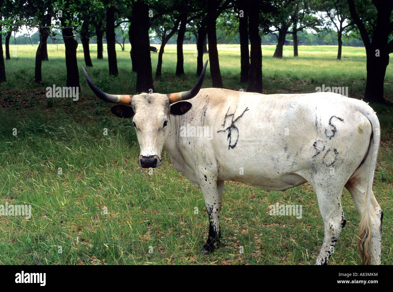 Texas Longhorn bovins avec des marques Banque D'Images