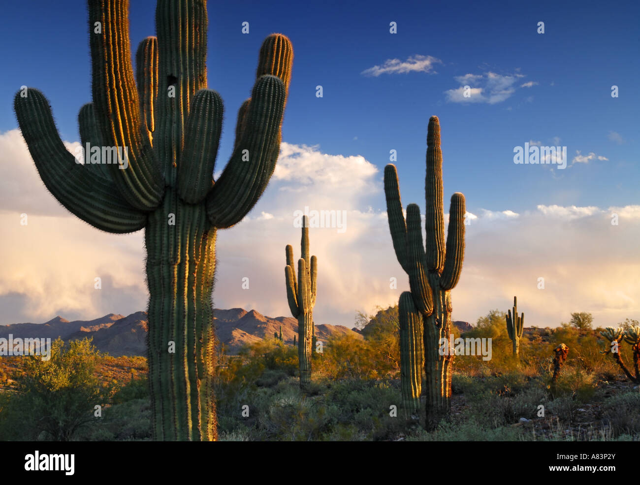 Saguaro Cactus à Fountain Hills près de Phoenix en Arizona Banque D'Images