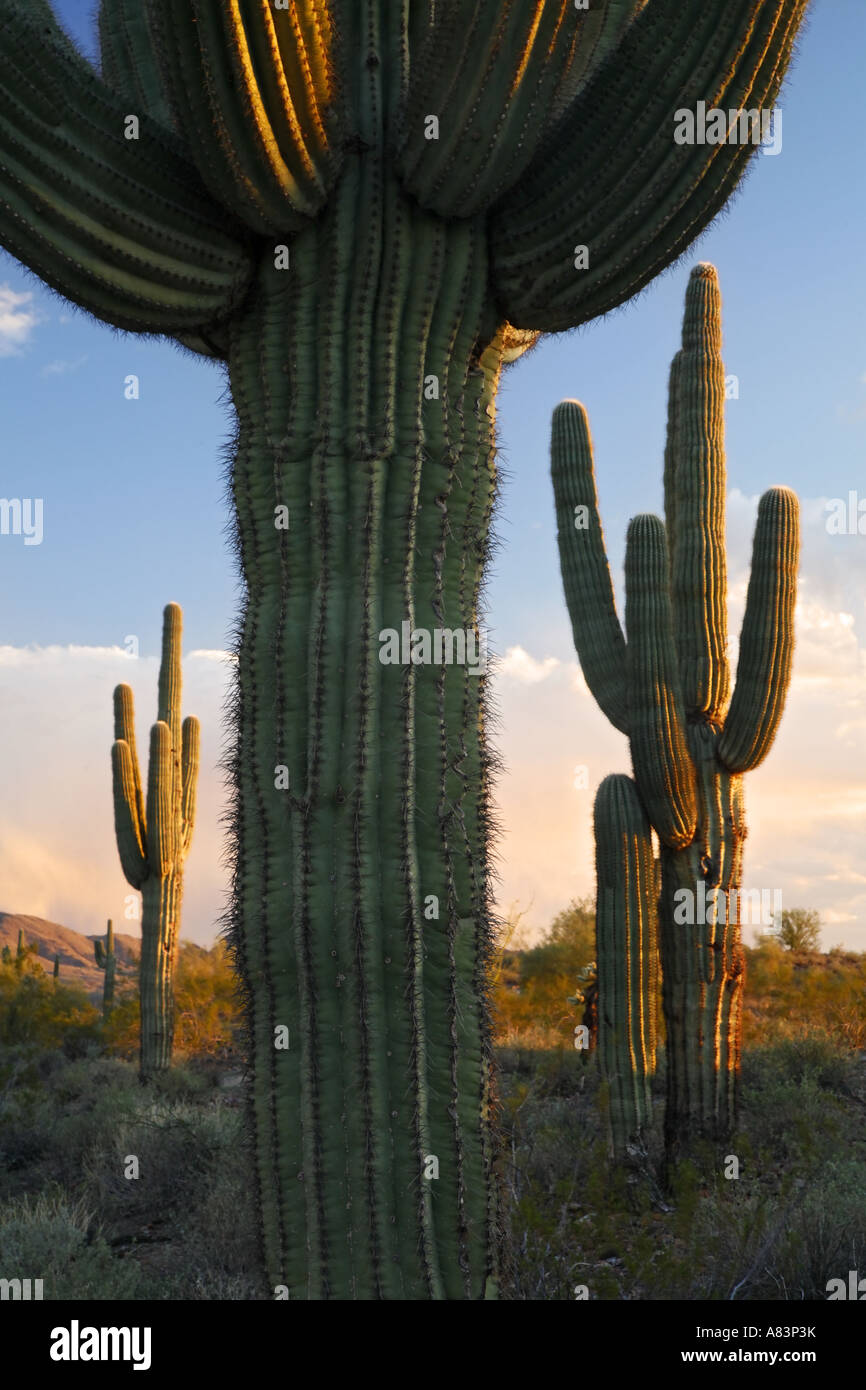 Saguaro Cactus à Fountain Hills près de Phoenix en Arizona Banque D'Images