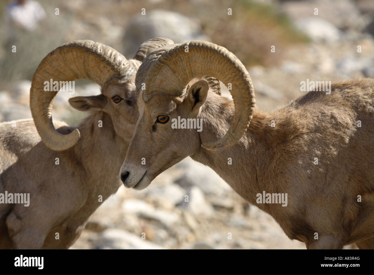 Peninsular Bighorn sheep Ovis canadensis cremnobates Anza Borrego Desert State Park en Californie Banque D'Images