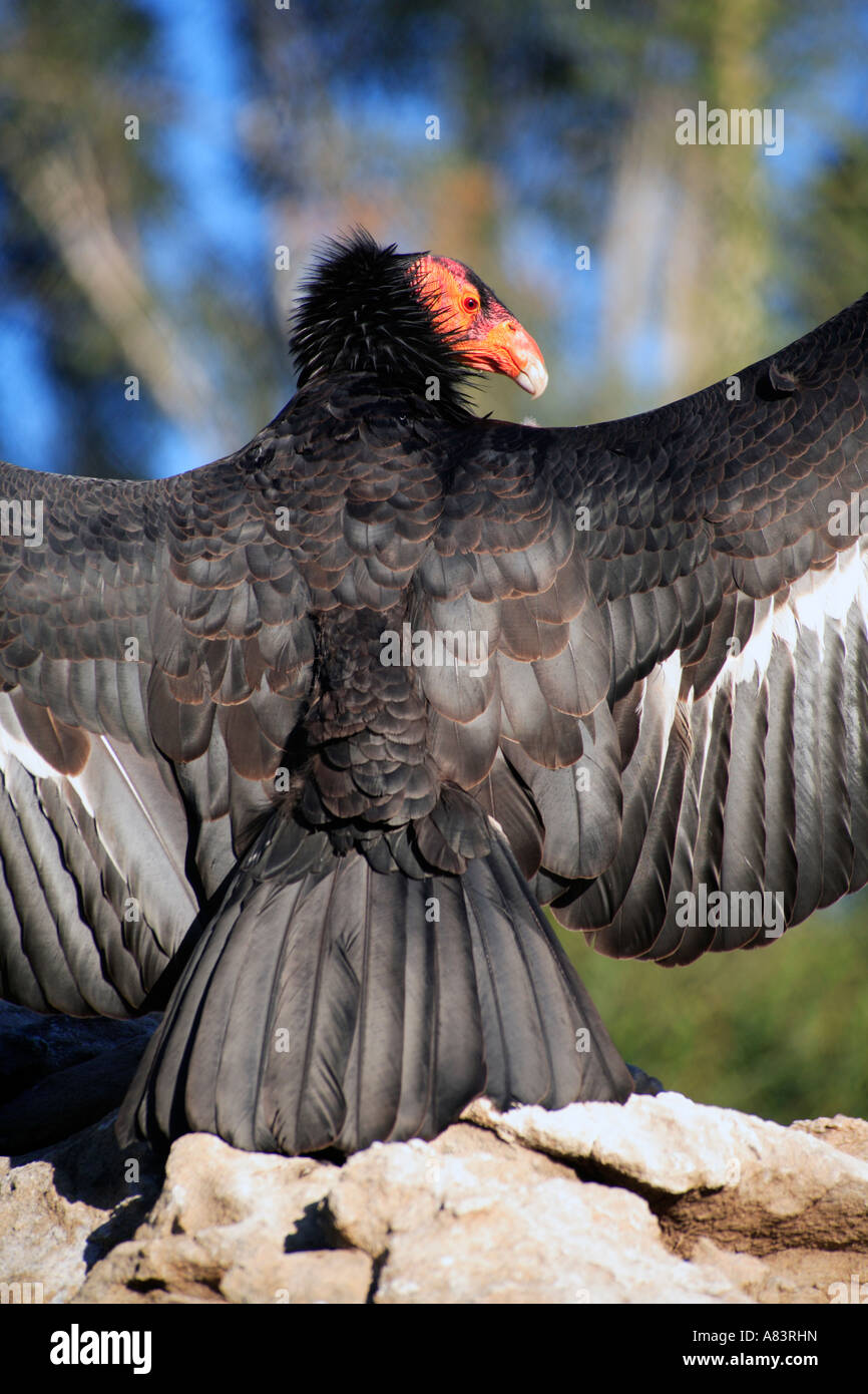 Close up of California condor adultes à San Diego Wild Animal Park à 15500 San Pasqual Valley Road, California, USA Banque D'Images