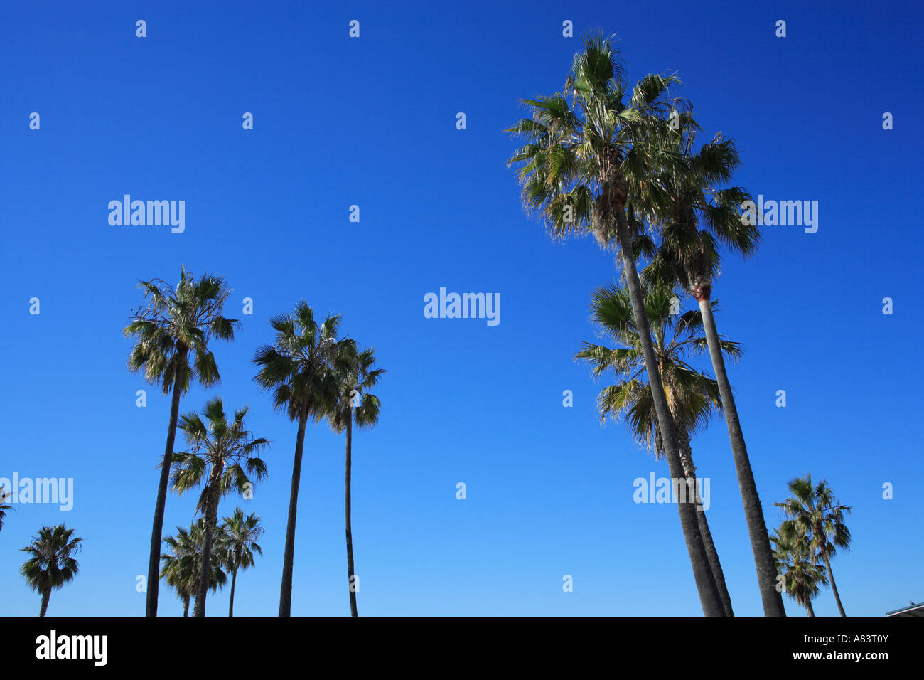 Palmiers à proximité promenade de Venice Beach, Californie, USA Banque D'Images