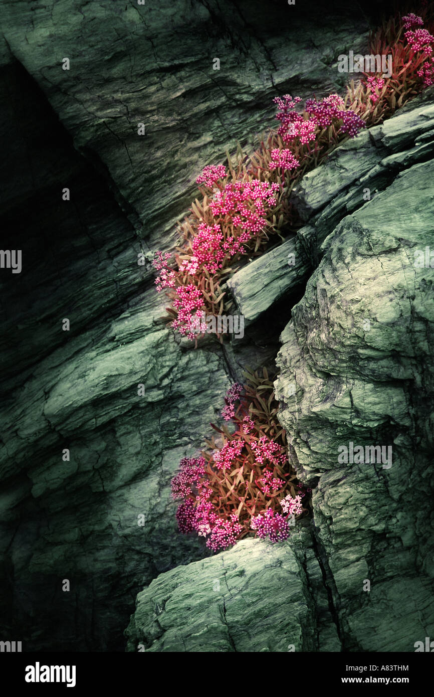 Fleurs roses poussant dans la crevasse d'un rocher Banque D'Images