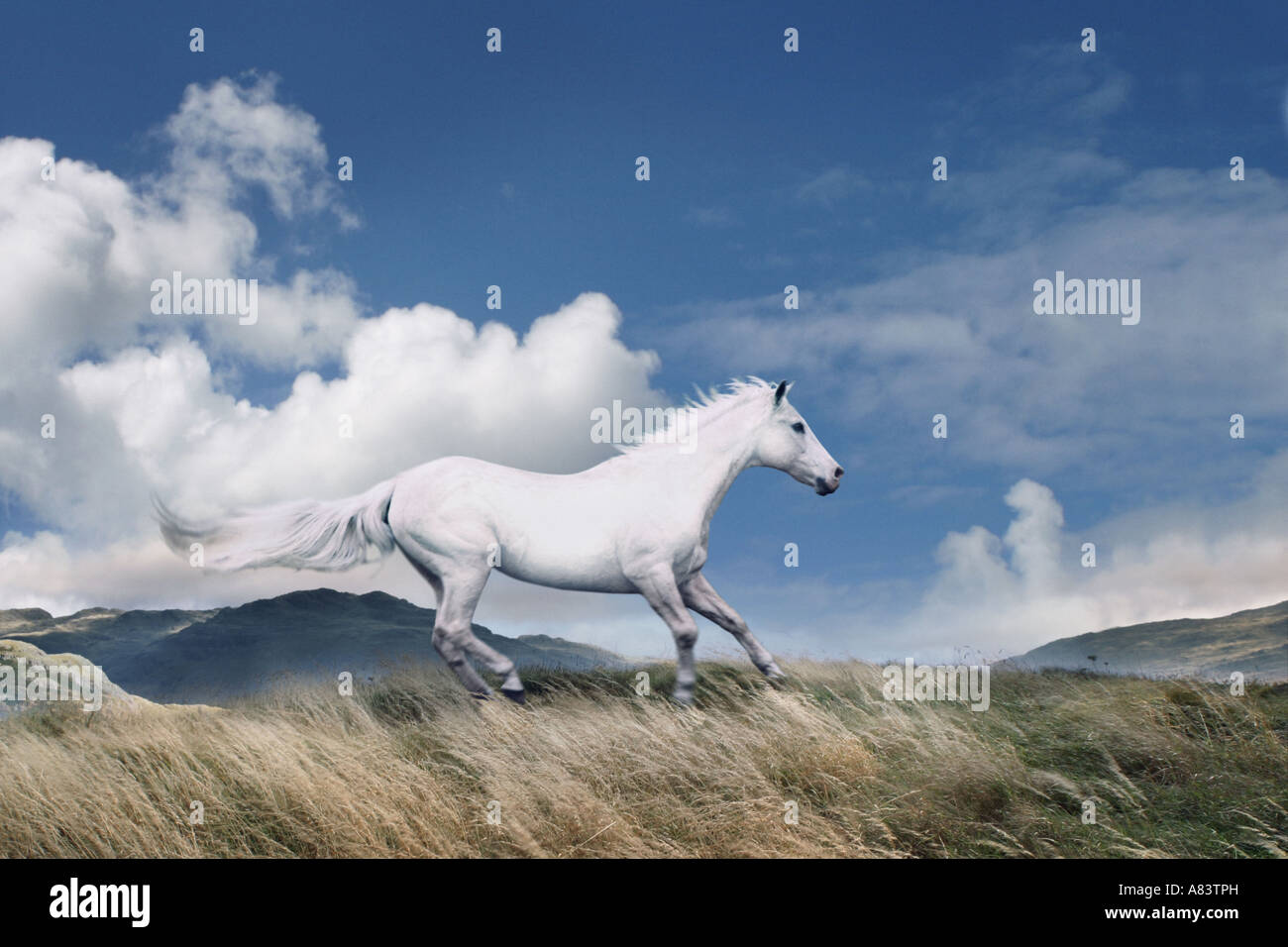 White Horse au Hillside Banque D'Images
