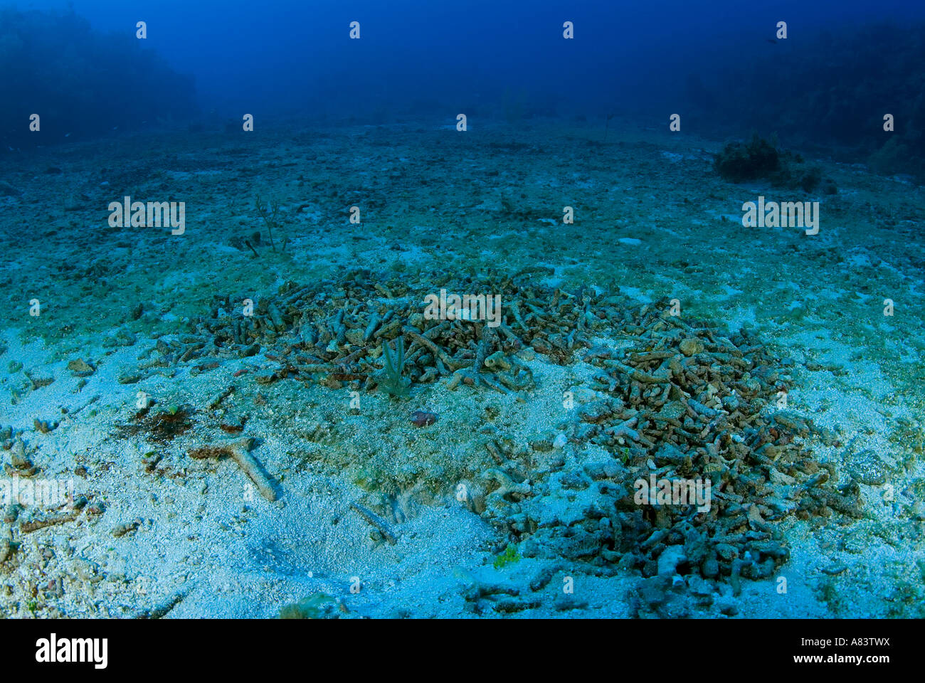 Coraux durs mourant d'avant en Milieu Récifal Caye en raison de l'effet d'El Niño et d'agents pathogènes, le Belize. Banque D'Images