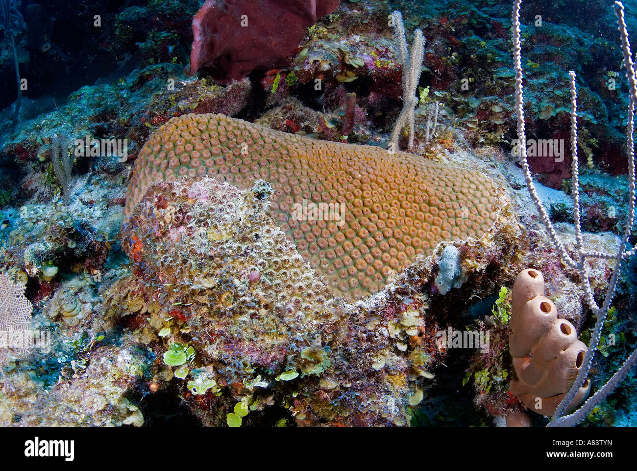 Coraux durs mourant d'avant en Milieu Récifal Caye en raison de l'effet d'El Niño et d'agents pathogènes, le Belize. Banque D'Images