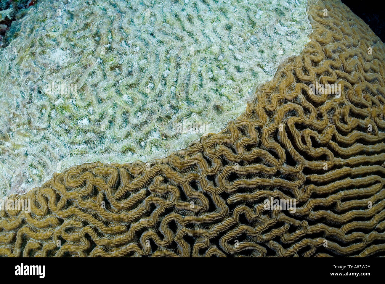 De corail dur avant de mourir en Milieu Récifal Caye dues par effet d'El Niño et d'agents pathogènes, le Belize. Banque D'Images