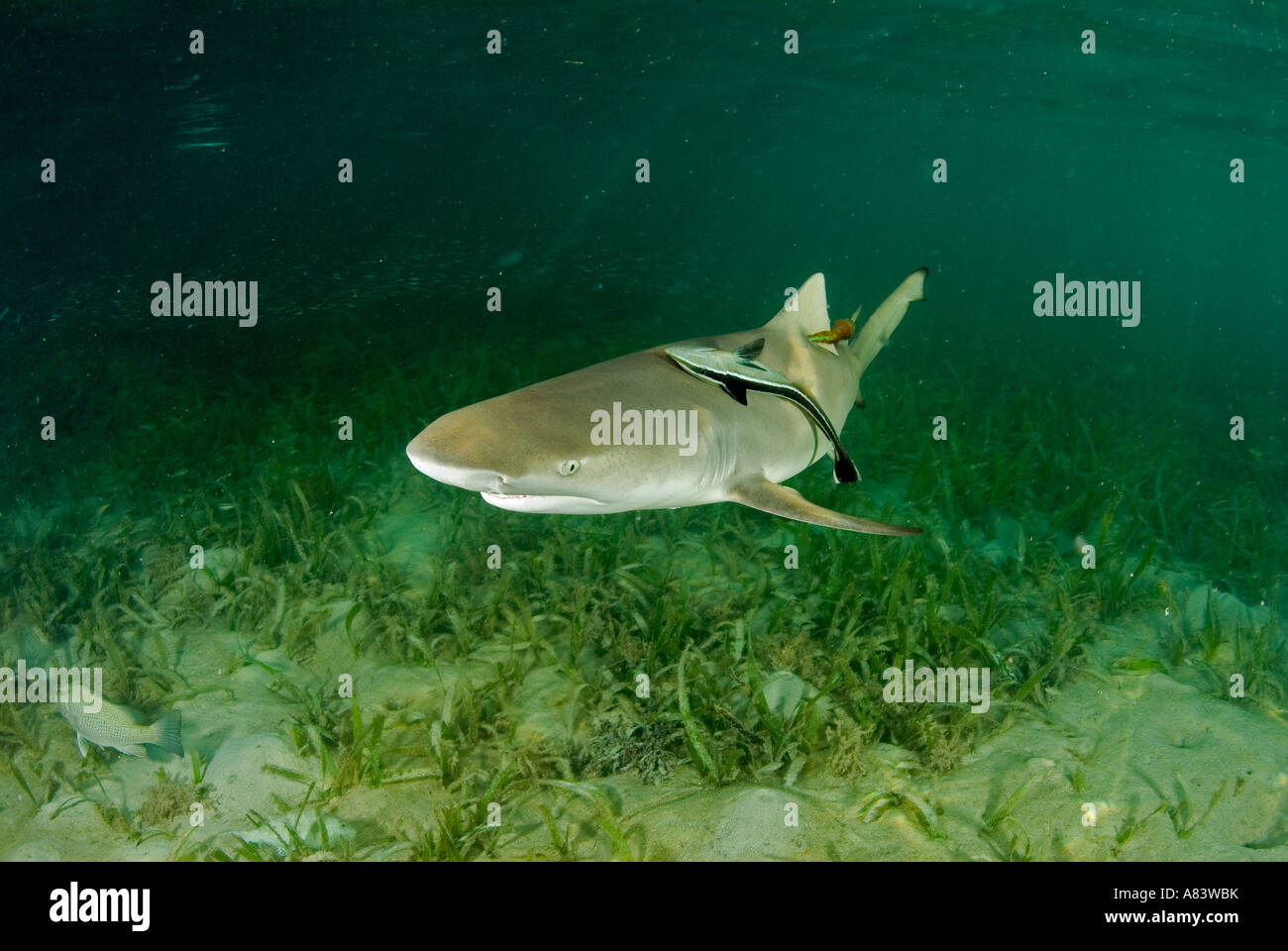 Le requin, Negaprion brevirostris, dans le lit peu profond à moyen turtlegrass Caye, Glover's Reef. Banque D'Images