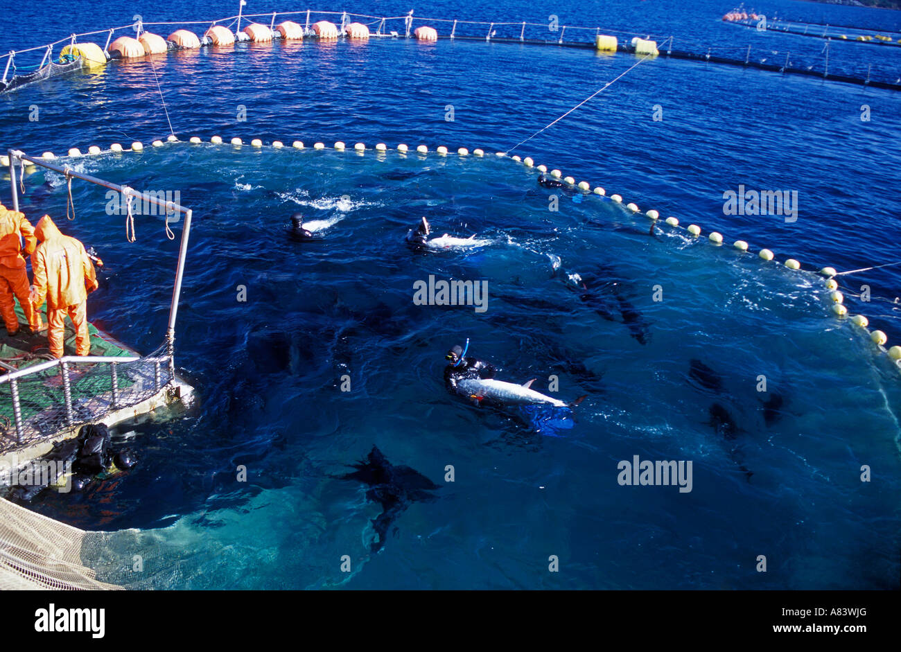 Capture de thon rouge plongeurs dans une ferme Cesme Izmir Turquie. Banque D'Images