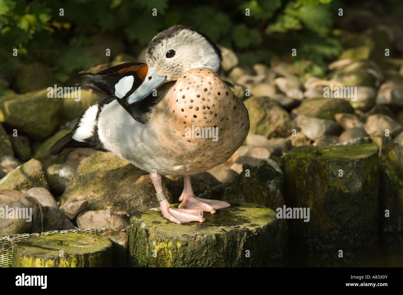 Ringed teal (Callonetta leucophrys) soleil Martin simple Wildfowl and Wetlands Trust Burscough Lancashire UK originaire d'Amérique du Sud Banque D'Images