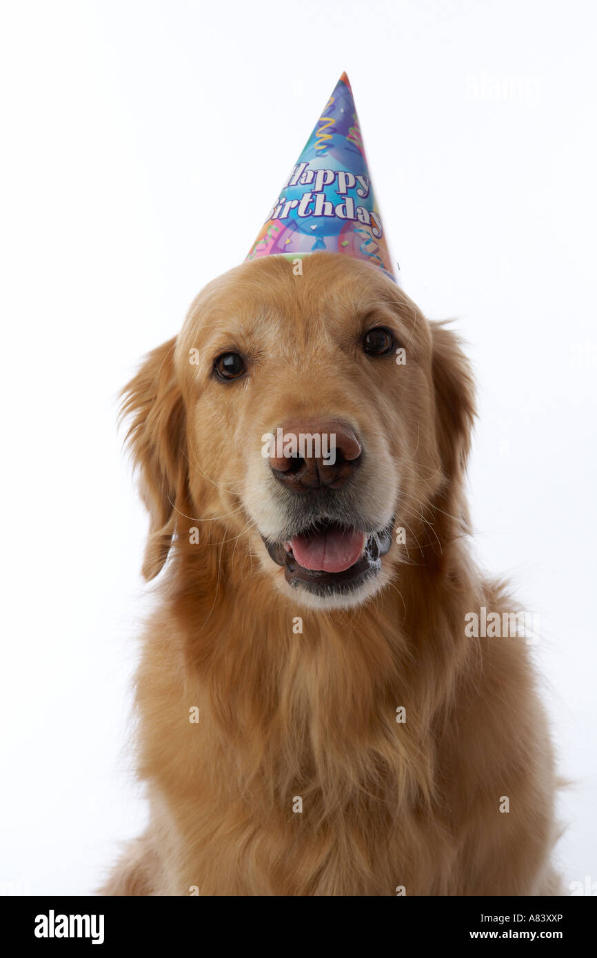 Golden retriever dog wearing birthday hat Banque D'Images