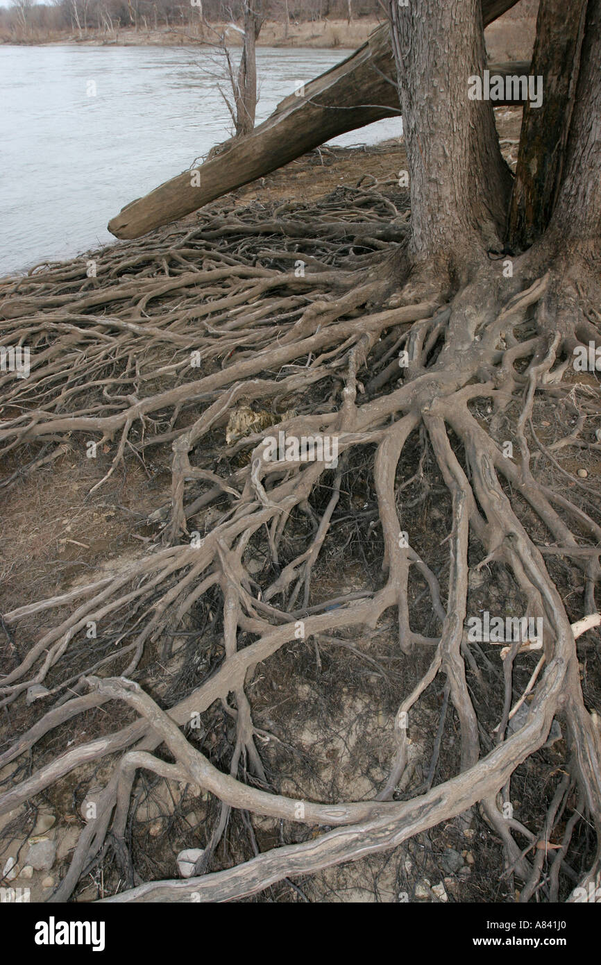 Racines de l'érable argenté Banque D'Images