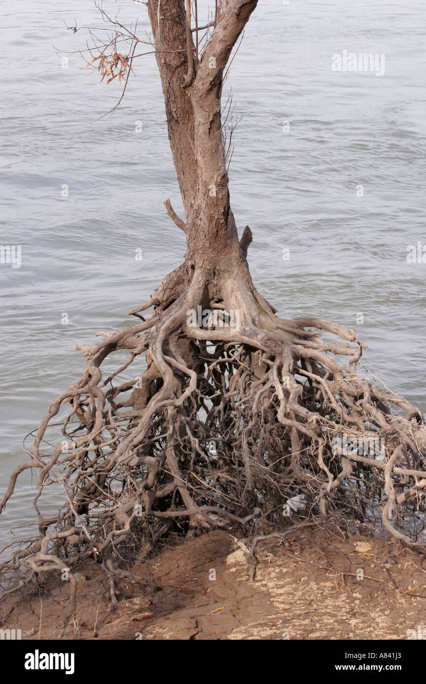 Racines de l'érable argenté Banque D'Images