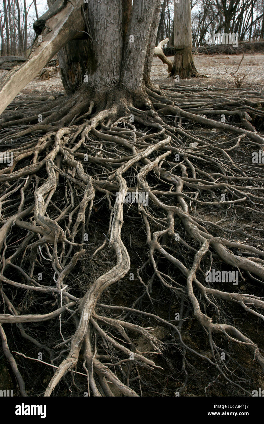 Racines de l'érable argenté Banque D'Images