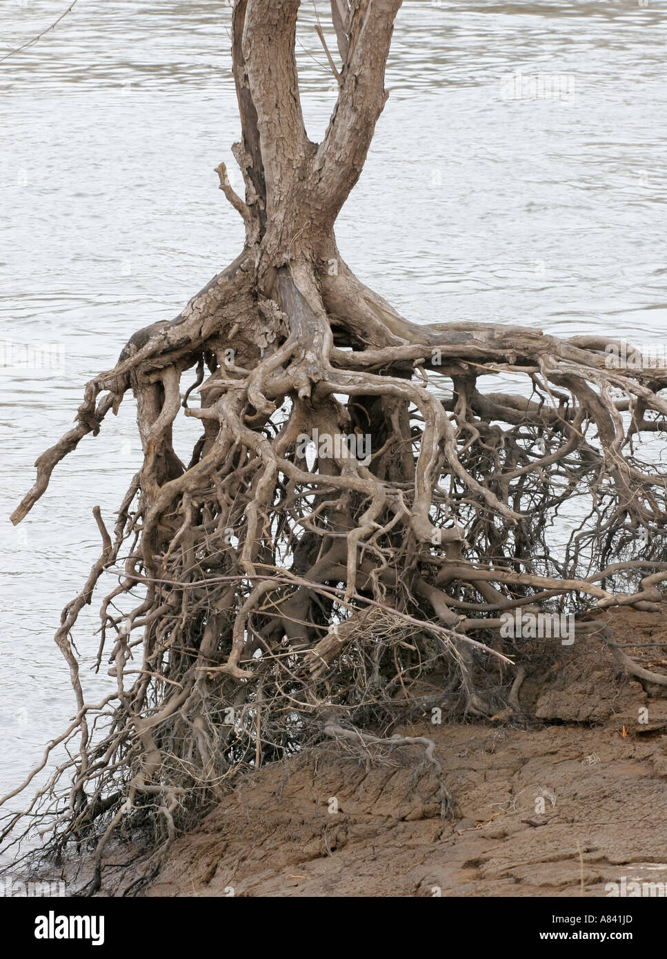 Racines de l'érable argenté Banque D'Images